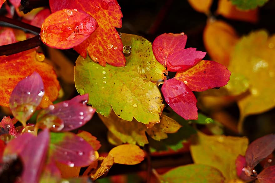 Leaves, Foliage, Bush, Drops, Dew, Plant, Colorful