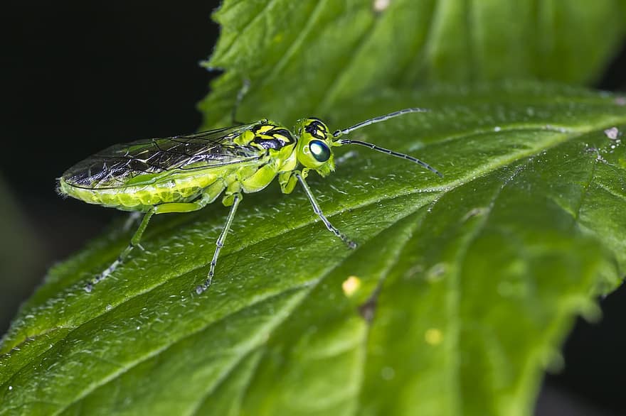 bug verde, rhogogaster viridis, erva, folha, isolado, Caçando, Estônia, verão, parasita, erro, animais selvagens