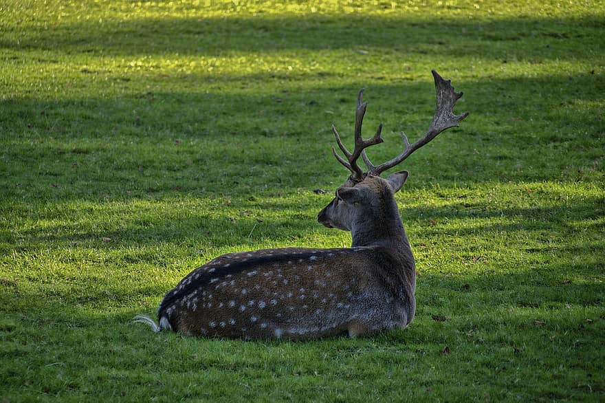 Deer, Antler, Animal, Mammal, Nature, Wildlife, Wild Animal, Wildlife Photography, Grass, White-tailed Deer, Wild