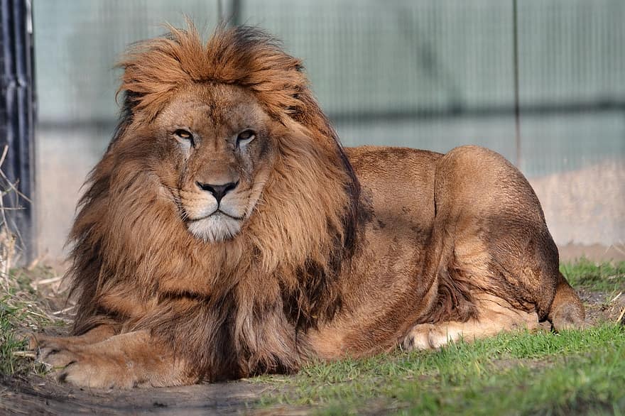 løve, konge, ligger ned, mane, villkatt, vilt dyr, villmark, dyreliv, dyreliv fotografering, dyr verden, dyr