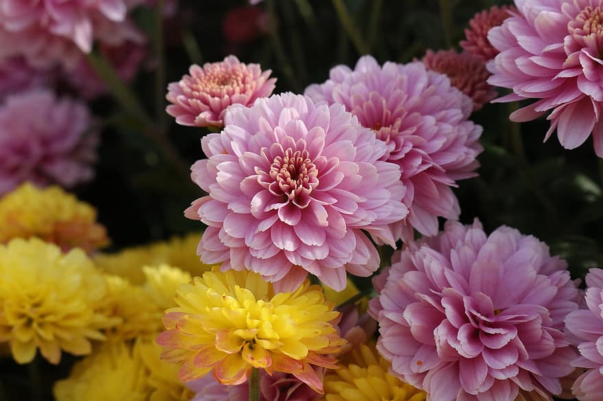 dalii, roz dahlias, Dalii galbene, roz flori, natură, buchet, grădină, fundal
