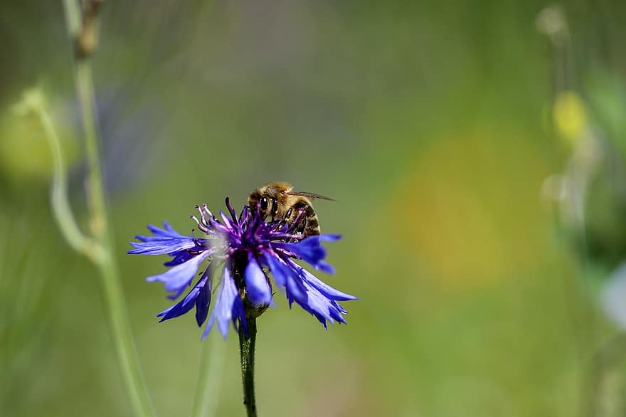 abelha, inseto, polinizar, polinização, flor, cornflower, inseto com asas, asas, natureza, himenópteros, entomologia