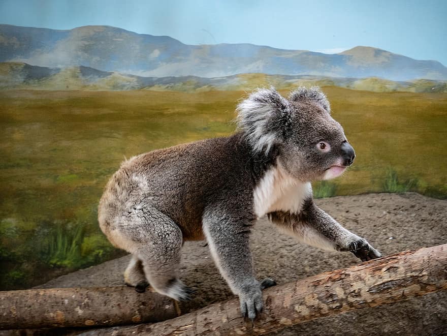koala, beruang, australia, berkantung, jenis, fauna, imut, binatang di alam liar, bulu, satu binatang, pohon
