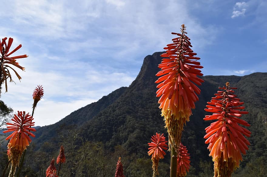 Red Hot Pokers, Kniphofia, Garden, Mountain, Landscape, Nature, Flowers, multi colored, autumn, leaf, tree