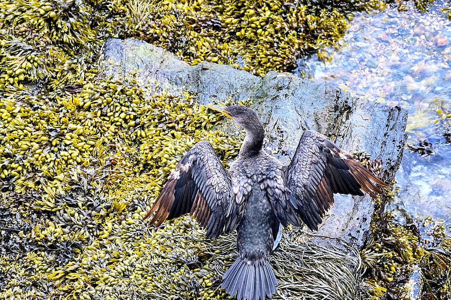 Cormorant, Water-bird, Double-crested, Wildlife, Water, Feathers, Seaweed, Nature, Portsmouth, Nh, Ocean