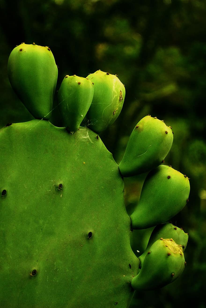 cactus, espines, planta, espinós, verd, comestible, flora, verdures, menjar, nutrició