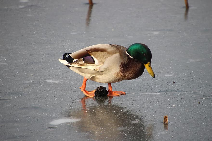 Pato, pato selvagem, pássaro, caminhando, pássaro andando, Lagoa congelada, Lago congelado, bico, anatidae, penas, plumagem