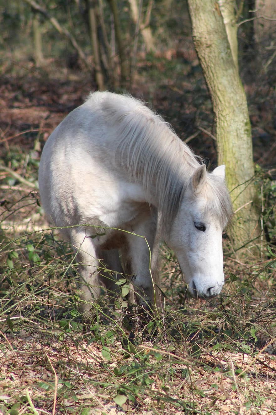 Horse, Pony, Animal, Wild Horse, White Horse, Mane, Equine, Mammal, Wild, farm, rural scene
