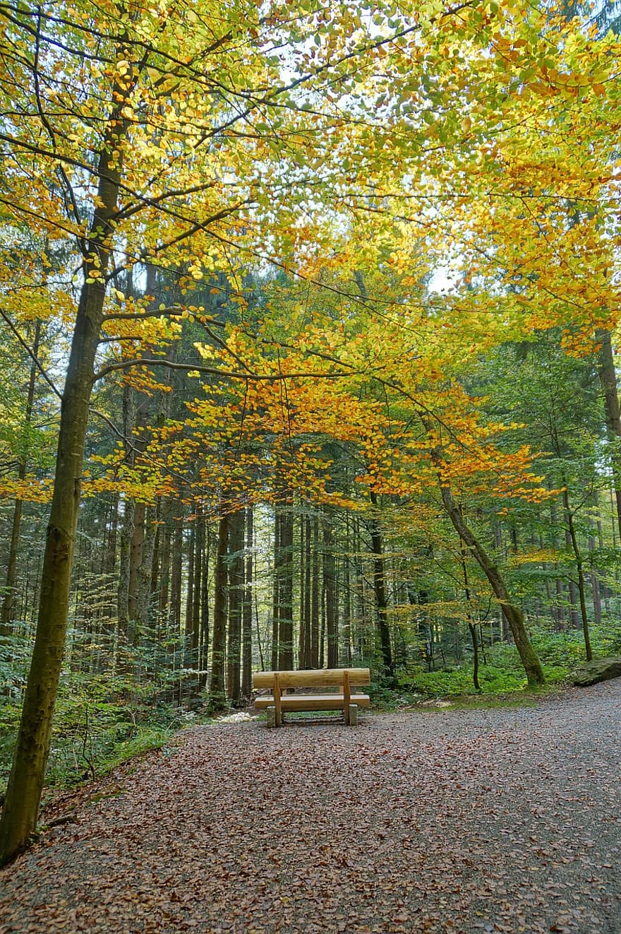natureza, outono, temporada, arvores, floresta, região selvagem, ao ar livre, folha, amarelo, árvore, Outubro