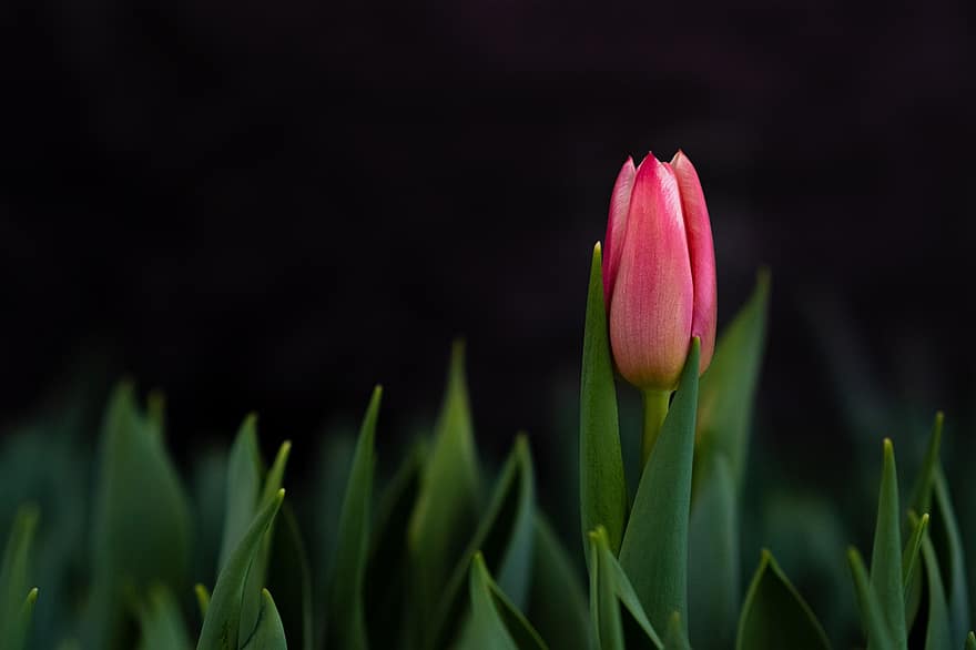 tulipán, virág, szirmok, virágzó, növényvilág, virágkertészet, kertészet, növénytan, természet, növény, egyetlen virág