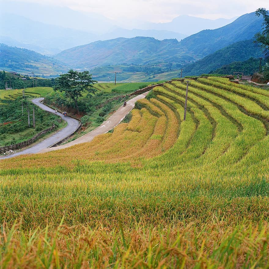 рисовые террасы, сельское хозяйство, Вьетнам, поле, пейзаж, природа, гора, сельская местность, плантация, декорации, Азия