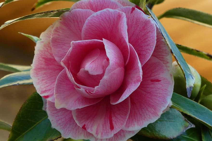 Camellia, Flower, Plant, Pink Flower, Petals, Bloom, Flora, Nature, leaf, close-up, petal