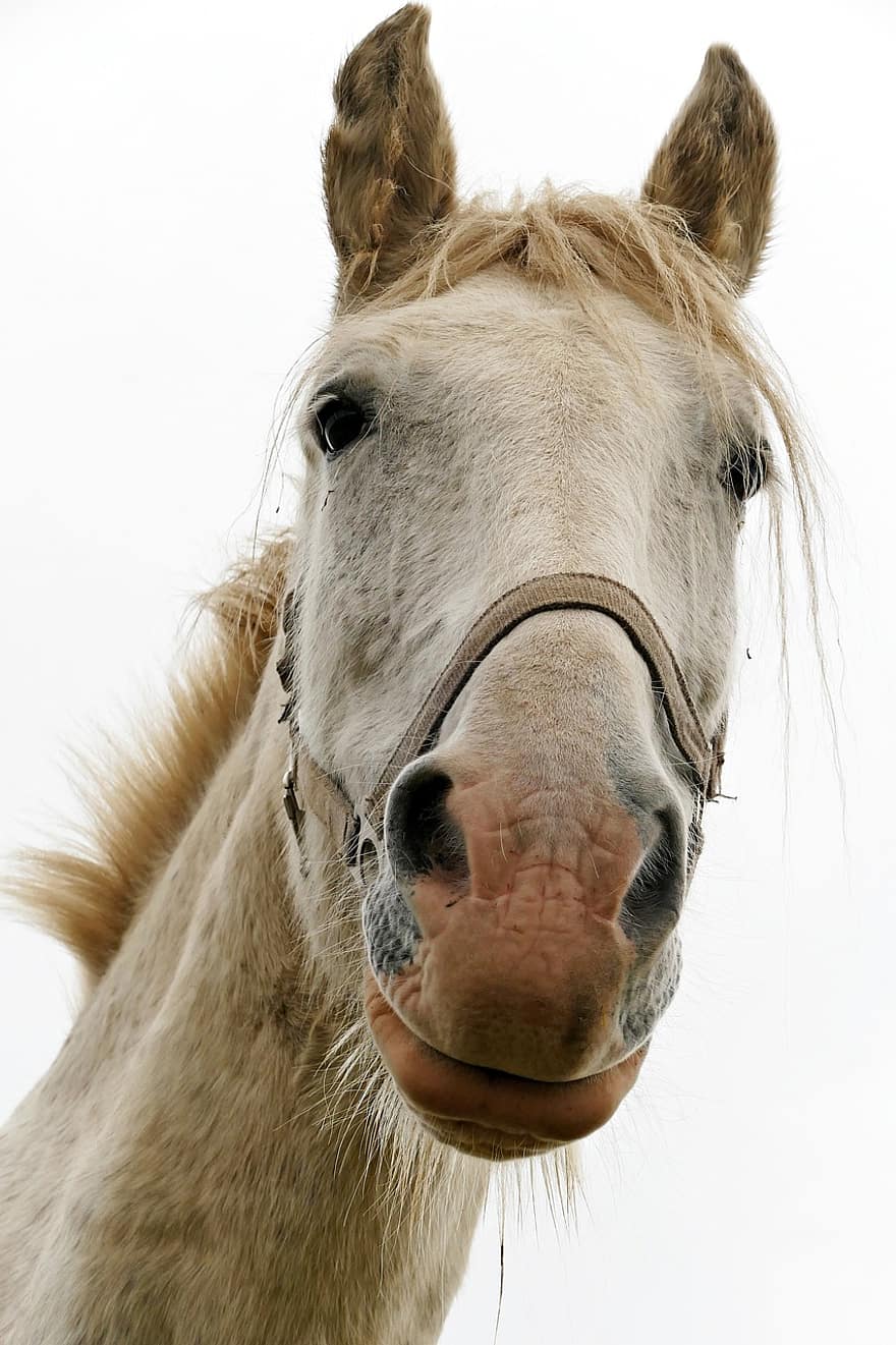 con ngựa, ngựa, người cưỡi ngựa, bờm, con ngựa giống, động vật có vú, đầu ngựa, đồng cỏ, thú vật