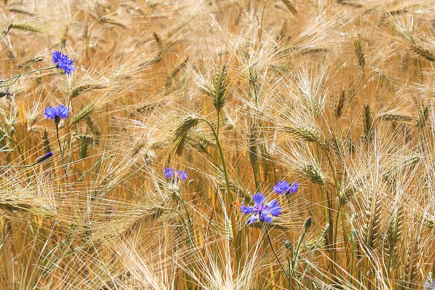 Câmp de grâu, albastrele, galben auriu, Stormarn, Großensee