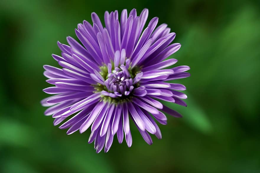 aster, flower, plant, close-up, summer, purple, petal, macro, green color, flower head, botany