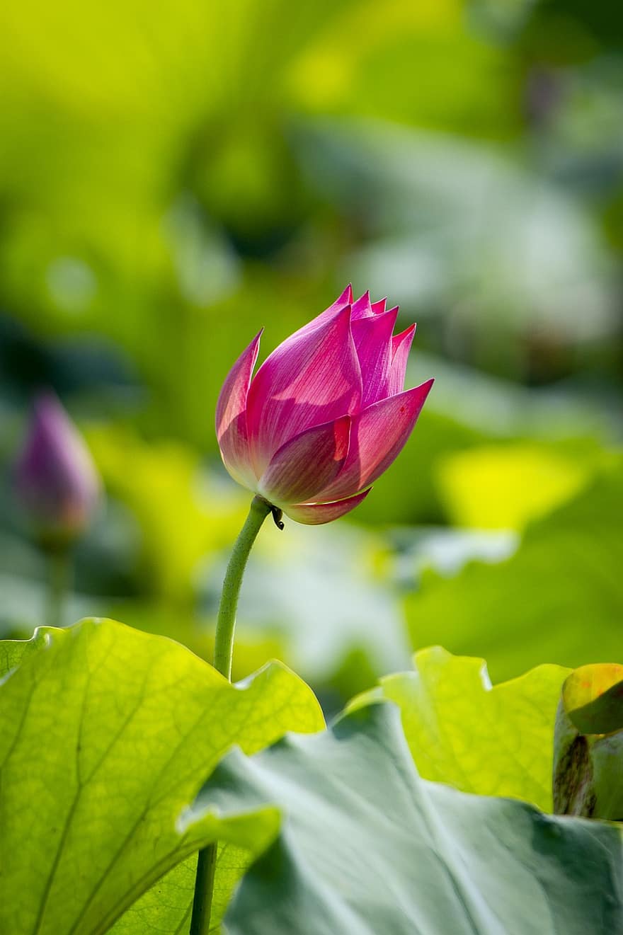 Lotus, Flower, Plant, Petals, Water Lily, Pink Flower, Leaves, Bloom, Blossom, Blooming, Aquatic Plant