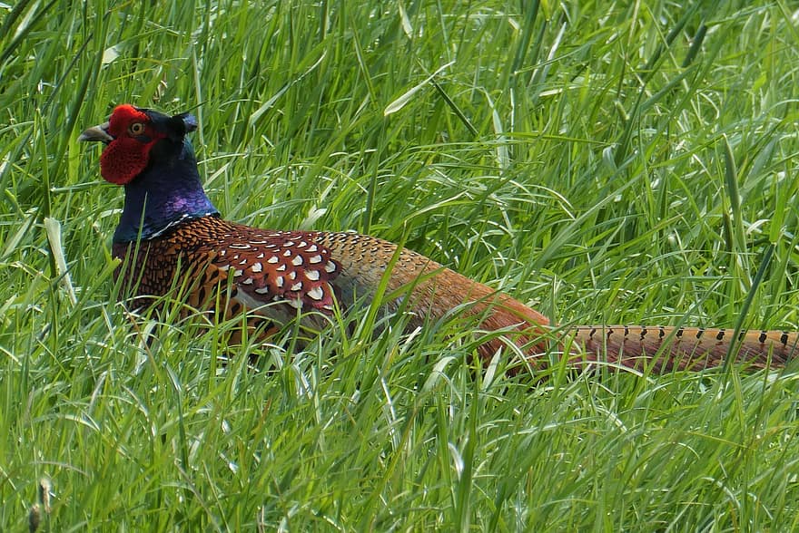 Pheasant, Bird, Animal, Plumage, Poultry, Nature, Animal World, Grass, Feathers, Fauna