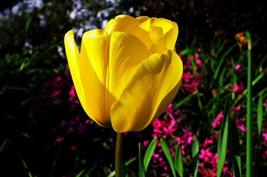 tulipe, jaune, fleur, printemps, plante, la nature, pétales, pétales jaunes, tulipe jaune, Floraison