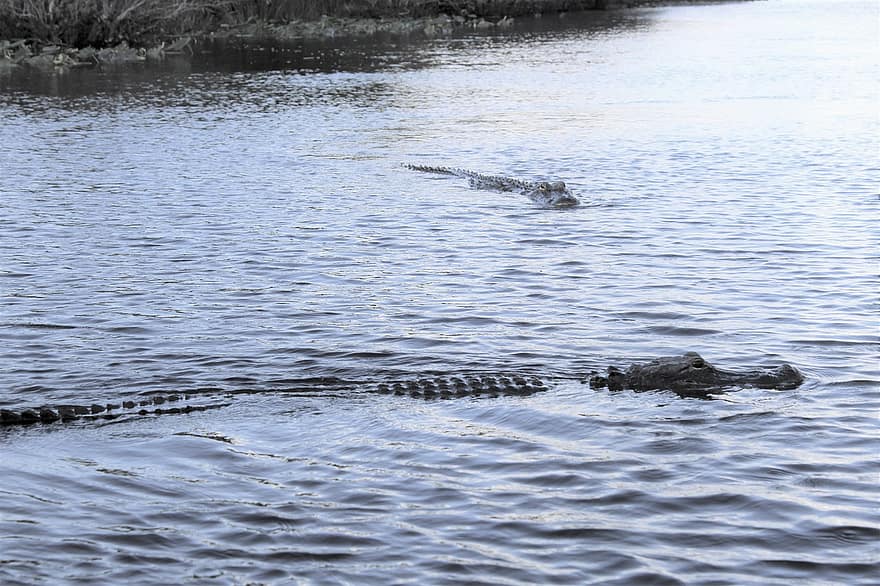 Игра крокодилы на болоте. Аллигатор, болото, крокодил. Болото с аллигаторами. Крокодил в болоте фото. Текстура крокодила и болото.