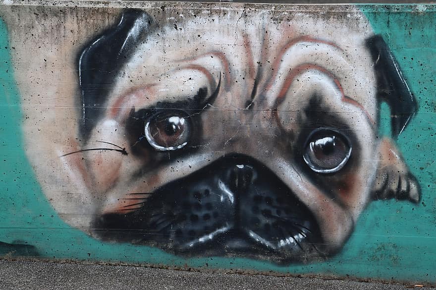 pug, cão, grafite, arte, multicolorido, mural, fofa, arte de rua, urbano, pulverizador, Visão