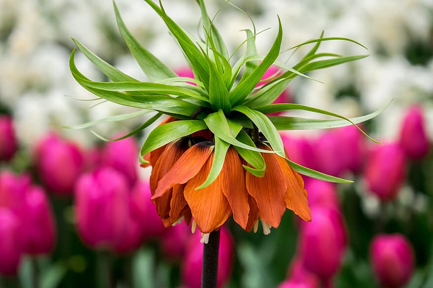 Flower, Petals, Flower Head, Bulb Fields, plant, close-up, leaf, summer, multi colored, green color, petal
