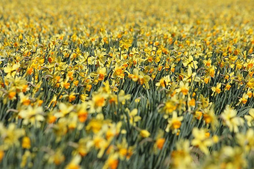 Flowers, Daffodils, Spring, Seasonal, Bloom, Blossom, Nature, Field, flower, plant, summer