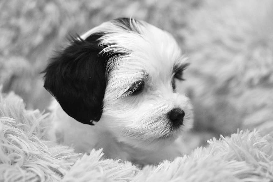 Hund, Eckzahn, Havaneser Welpe, Schwarz und weiß, Hund von geringer Größe, süß, Haustiere, Hündchen, klein, reinrassiger Hund, Jungtier