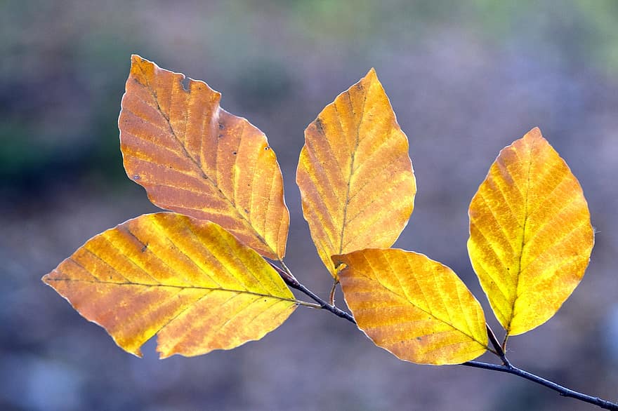 le foglie, fogliame, foglie d'autunno, foglie di faggio, natura, stagione autunnale