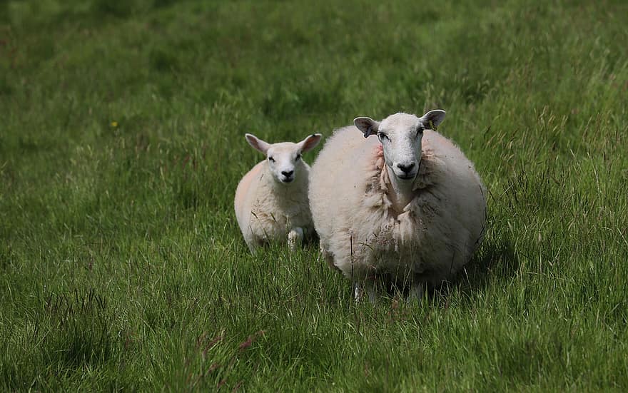 πρόβατο, προβατίνα, αρνάκι, άνοιξη, Πάσχα, φύση, καλλιέργεια, γεωργία, εξοχή, αγροτικός, carmarthenshire