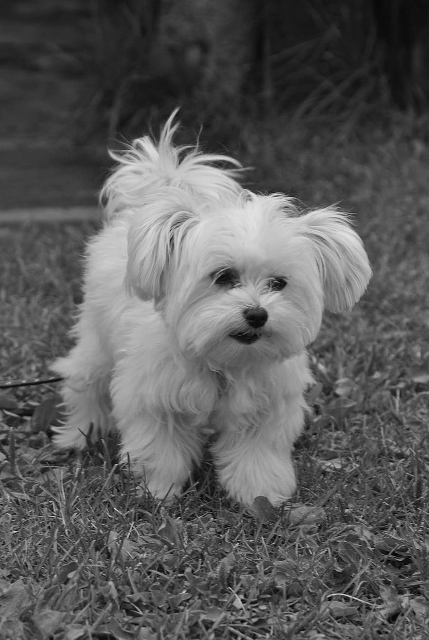 perro maltés, perro, perrito, mascota, en blanco y negro, animal, perro joven, canino, mamífero, linda, mascotas