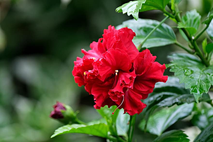 hibiskus, blomma, röd hibiskus, kronblad, röda kronblad, växt, flora, natur, blad, närbild, sommar