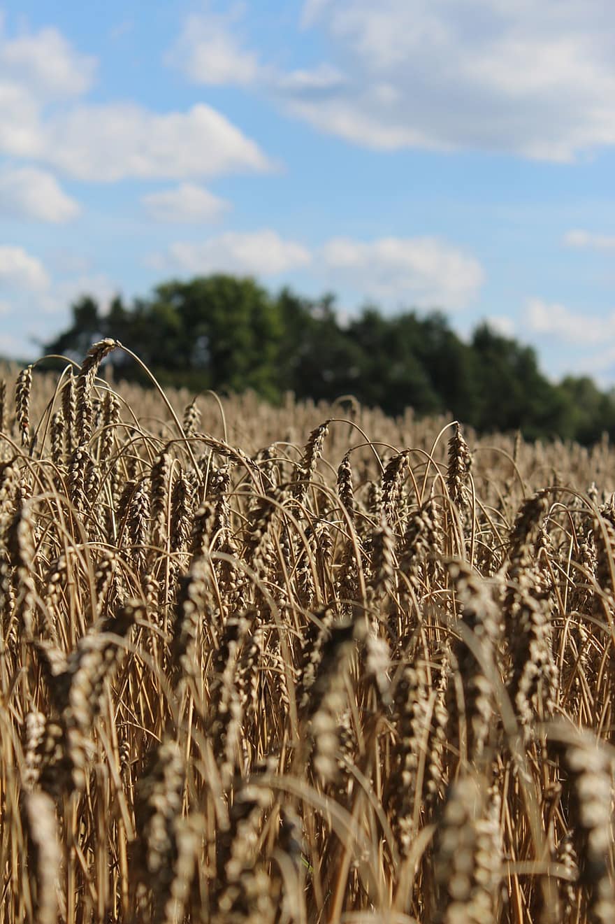 зерно, поле, пшеница, ячмень, сельское хозяйство, урожай, летом, пейзаж, сельская сцена, ферма, луг