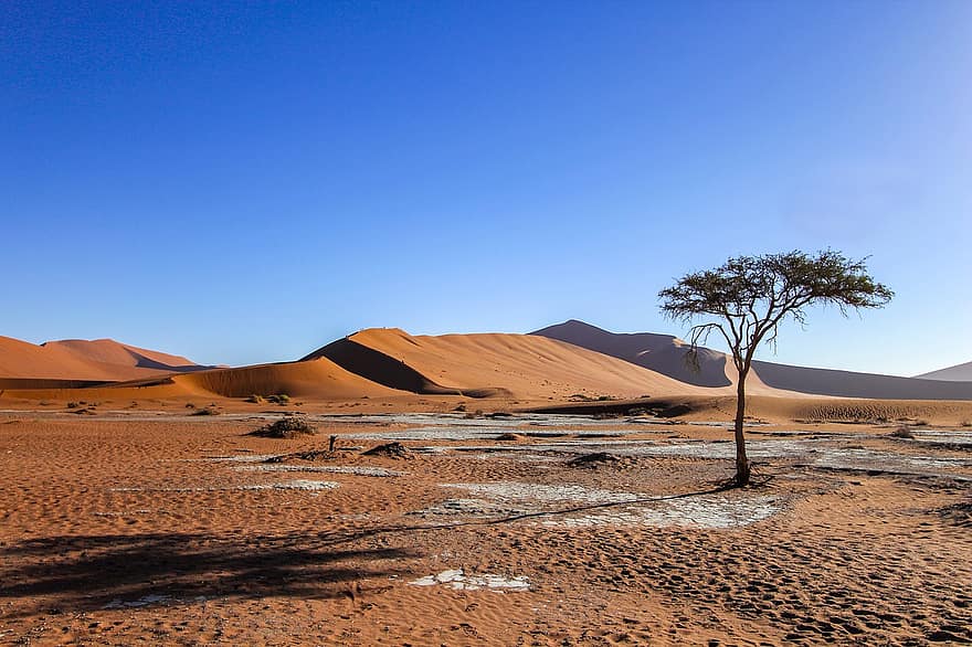namibia, sivatag, Sossusvlei, dűnék, fa, természet