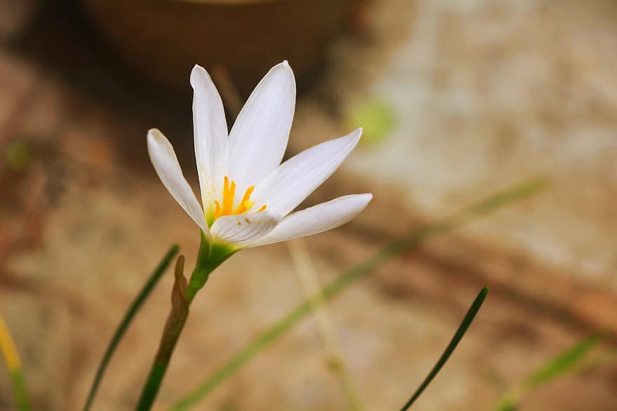 imagine, India, Rohit5, floare, floare de iarbă