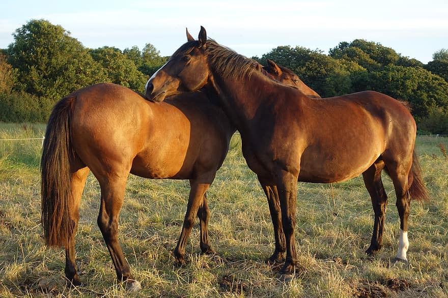 gyönyörű lovak, Equine Half Brothers, Bay Horses
