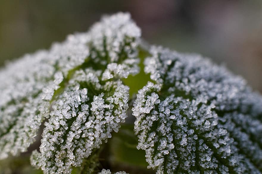 Blätter, Pflanze, Frost, kalt, Eis, gefroren, vereist, Raureif, Winter, Eiskristalle, Wiese