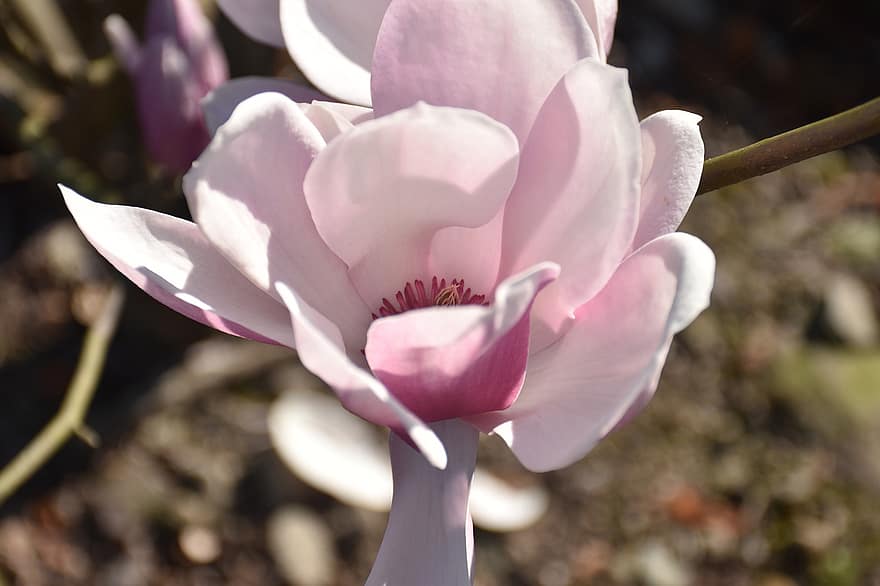 południowa magnolia, kwiat, roślina, płatki, Loblolly Magnolia, kwitnąć, ogród, Natura, zbliżenie