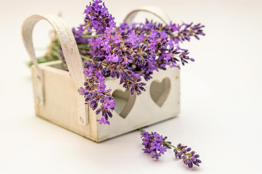 lavender, bunga, menanam, alam, ungu, violet, keharuman, bunga-bunga, tanaman obat, homoeopati, harum
