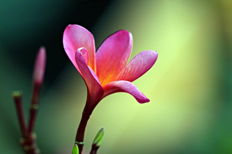 plumeria, frangipani, lyserød blomst, tæt på, blomst, flora, plante, kronblad, blomsterhoved, blad, sommer