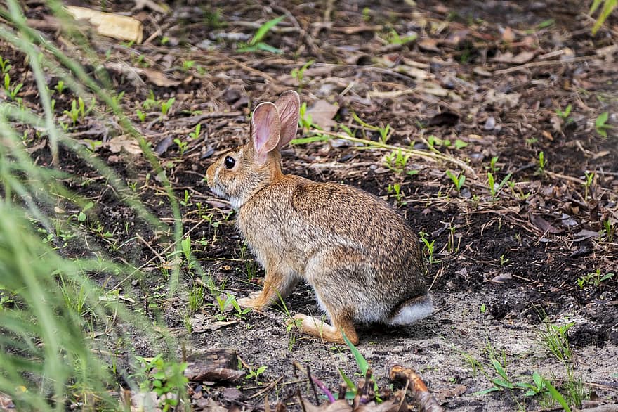 Con thỏ, động vật có vú, thỏ rừng, con thỏ, thú vật, Thiên nhiên, dễ thương, lông thú, đôi tai, động vật hoang dã, hoang dã