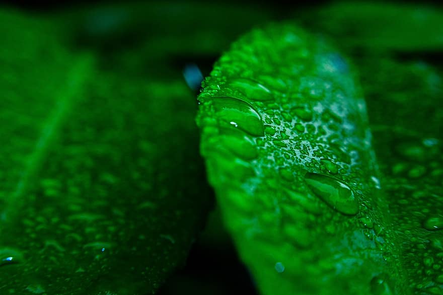 Leaf, Water Drop, Water, Green, Fresh, Rain, Nature, Plant, Raindrop, Wet, Dew