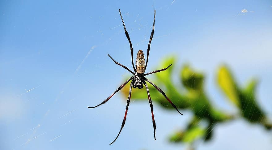 edderkopp, web, spindelvev, edderkoppben, leddyr, arachnid, edderkoppfobi, vever, orb weaver, Sør-Afrika, Afrika
