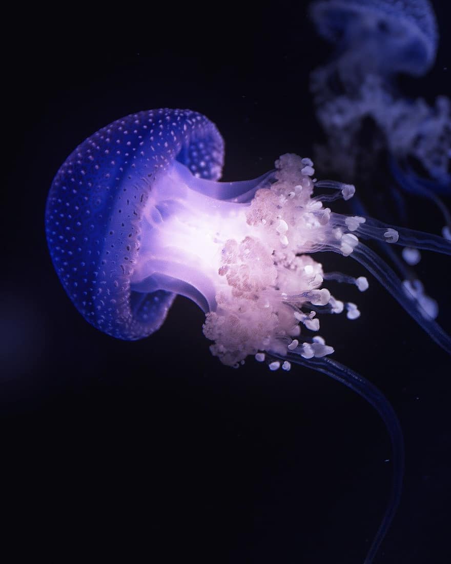 méduse, les tentacules, animal