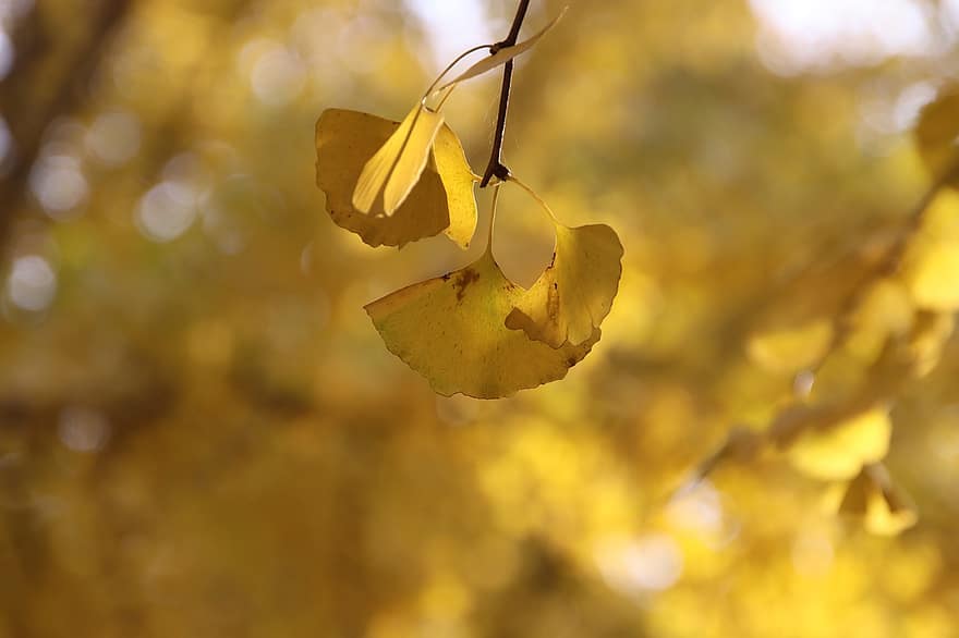 gingko listy, větev, podzim, listy, podzimní listí, žluté listy, strom, rostlina, Příroda, list, žlutá