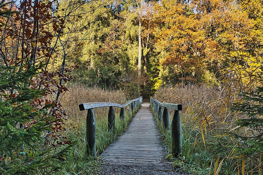 bosque, puente, otoño, puente peatonal, paseo marítimo, arboles, naturaleza, sendero, árbol, madera, hoja
