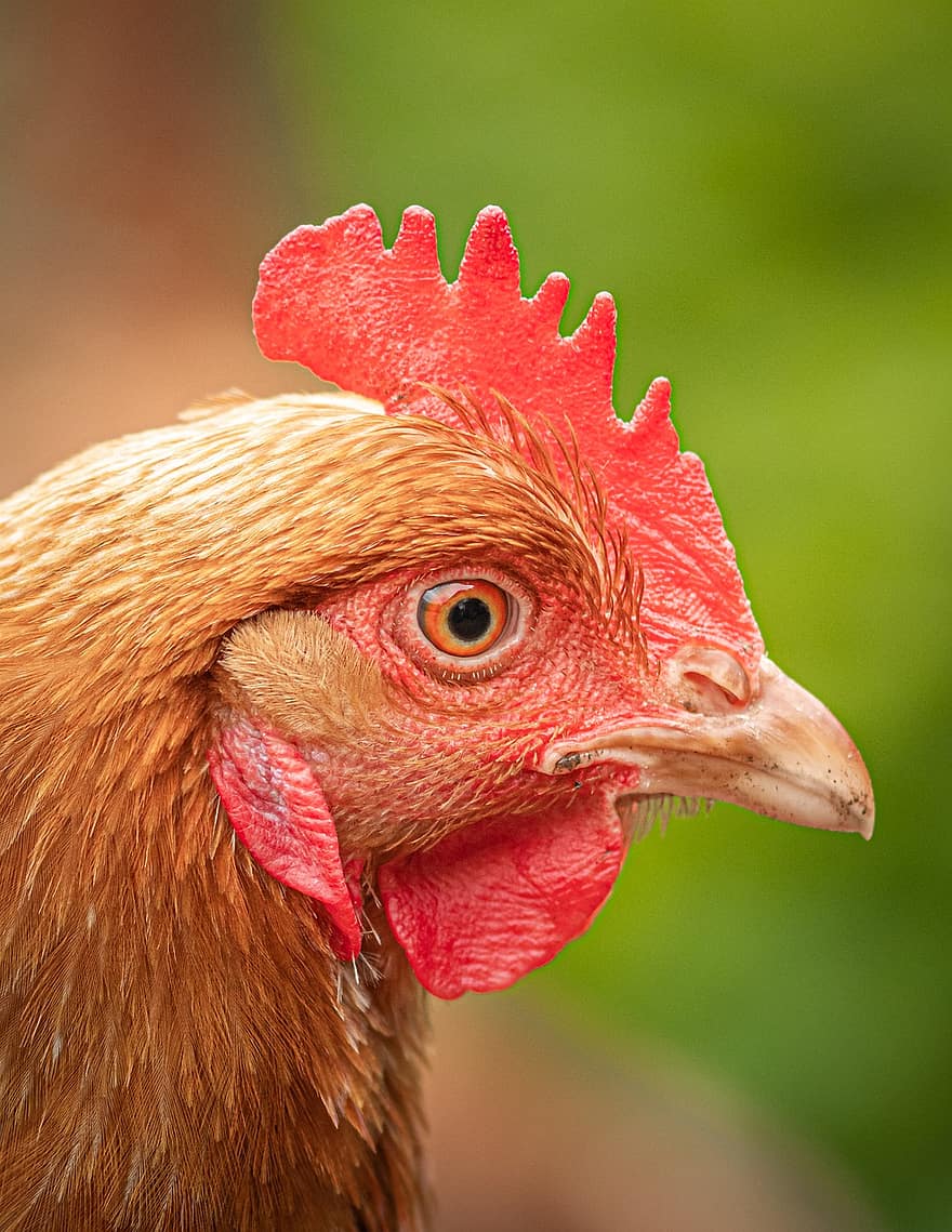Hen, Chicken, Poultry, Head, Side, Portrait, Animal, Livestock, Outdoor, Agriculture, Farm
