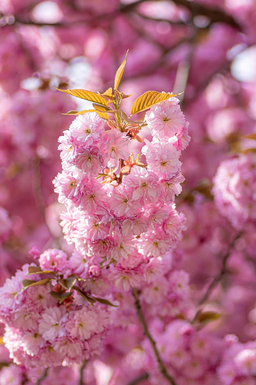 Kirschblüten, Blumen, Frühling, pinke Blumen, Sakura, blühen, Ast, Baum, Natur, Blume, Nahansicht
