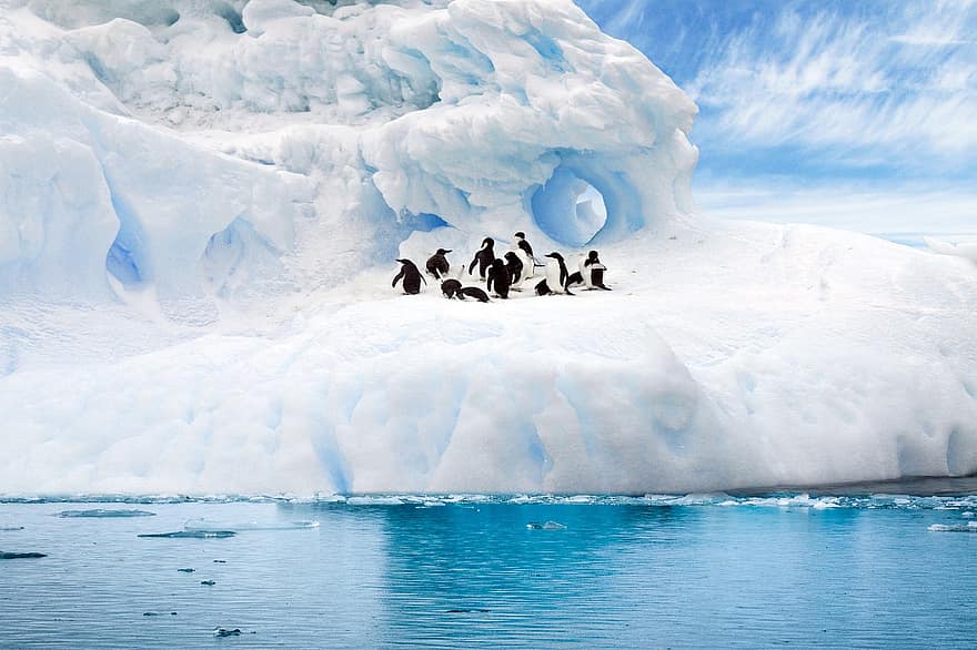 geleira, neve, pinguins, passarinhos, aves aquáticas, animais, animais selvagens, gelo, relevo, mar