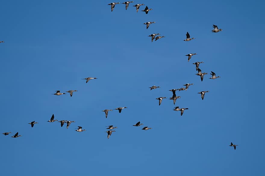 kaczki, lot, migracja, ptaki, latający, ptactwo wodne, ptaki wodne, dzikiej przyrody, Zwierząt, niebieski, zwierzęta na wolności