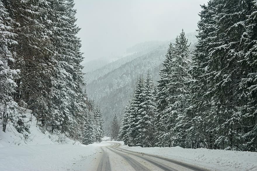 vinter-, skog, väg, träd, säsong, utomhus, trän, vildmark, snö, landskap, berg